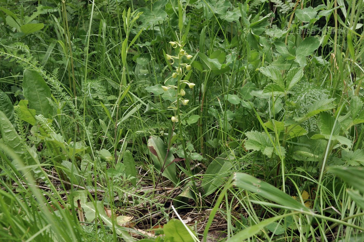 Изображение особи Platanthera densa.