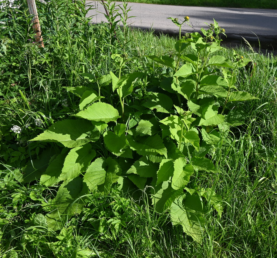 Изображение особи Inula helenium.