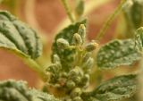 Beruniella micrantha
