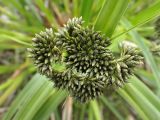 Scirpus radicans. Соцветие. Хабаровский край, г. Комсомольск-на-Амуре, заболоченная обочина дороги. 04.06.2026.