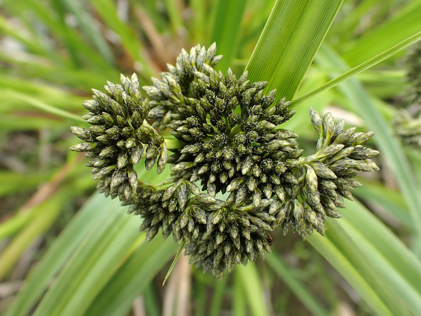 Изображение особи Scirpus radicans.