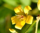 Lysimachia vulgaris