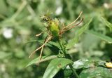 Hypericum ascyron. Верхушка побега с завязавшимся плодом и кормящейся мухой. Приморский край, Шкотовский р-н, окр. с. Новонежино, сырой луг. 08.08.2026.