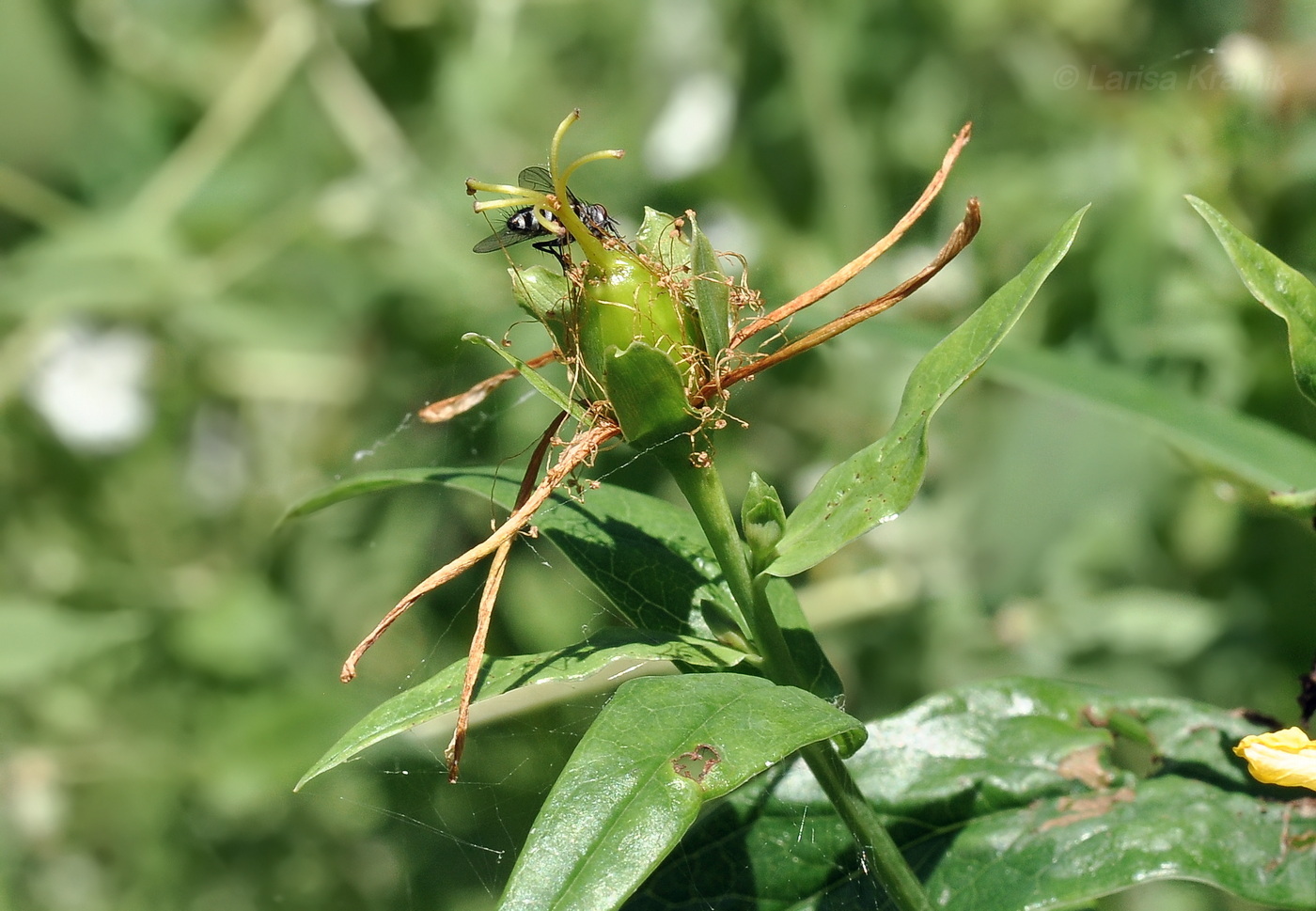 Image of Hypericum ascyron specimen.