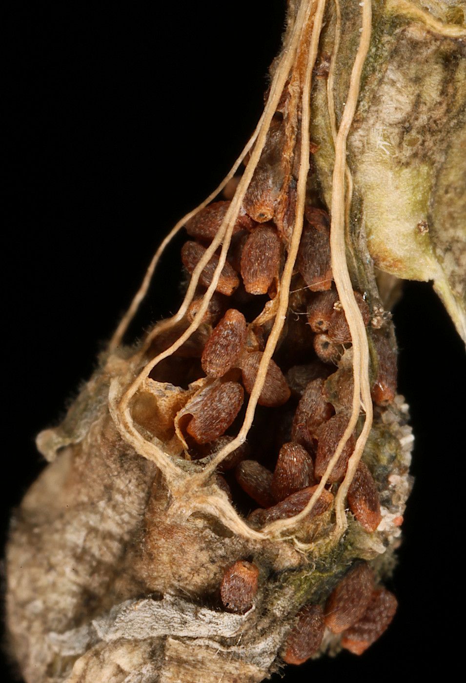 Image of Lobelia dortmanna specimen.
