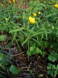 Ranunculus monophyllus