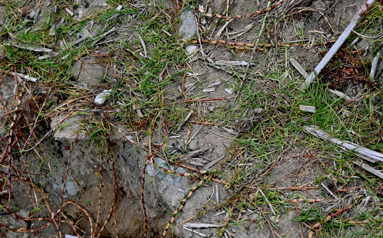 Image of Cynodon dactylon specimen.