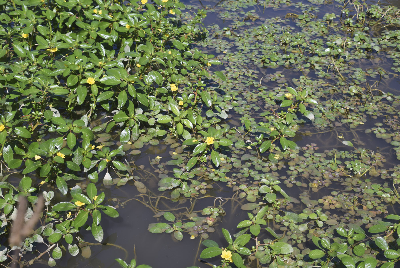 Image of Ludwigia peploides specimen.