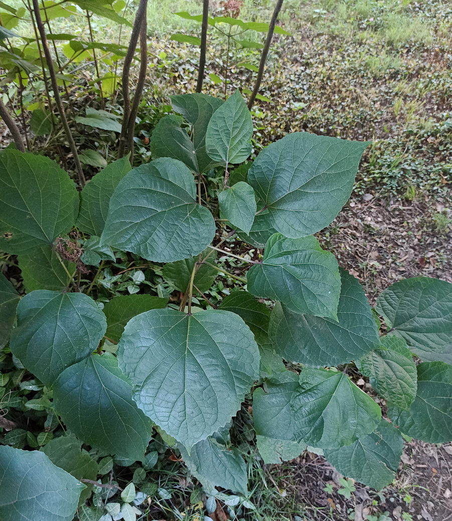Image of Clerodendrum bungei specimen.