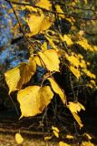Tilia cordata. Часть ветви с листьями в осенней окраске. Санкт-Петербург, Кировский р-н, декоративное озеленение. 14.10.2026.
