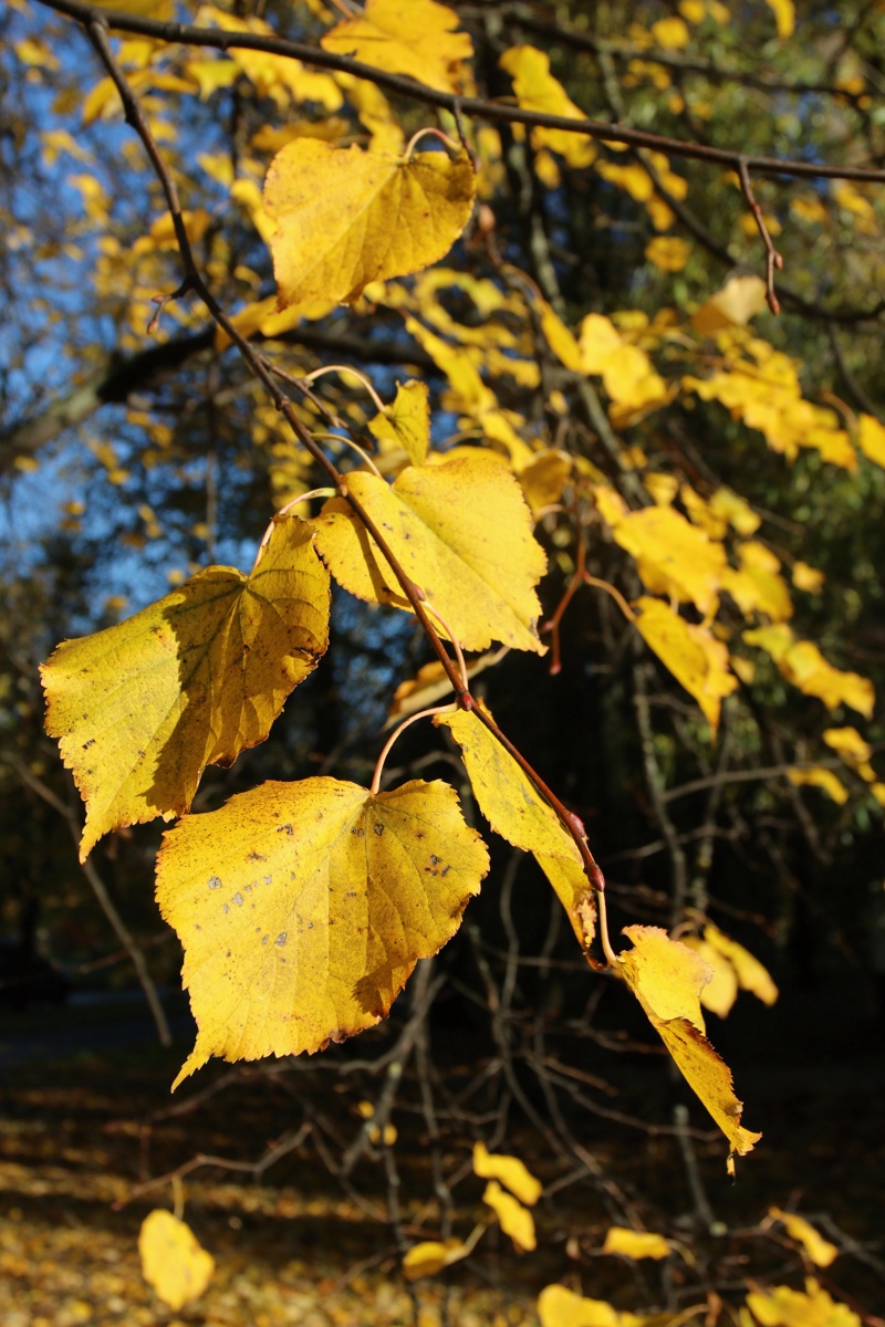 Image of Tilia cordata specimen.