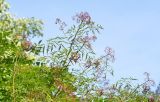 Sambucus canadensis разновидность acutiloba. Верхушка ветви с соплодиями. Санкт-Петербург, Ботанический сад Петра Великого, дендрарий. 27.08.2026.