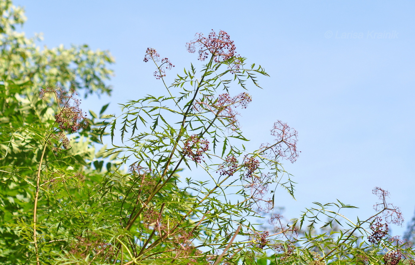 Image of Sambucus canadensis var. acutiloba specimen.