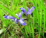 Iris ruthenica. Цветущее растение. Новосибирская обл., Искитимский р-н, пгт Линёво. Май 2011г.