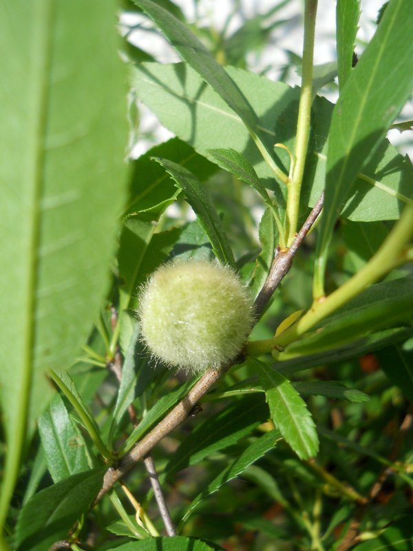 Image of Amygdalus nana specimen.