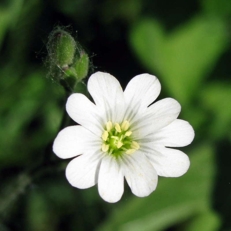 Image of Cerastium arvense specimen.