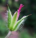 Geranium maximowiczii