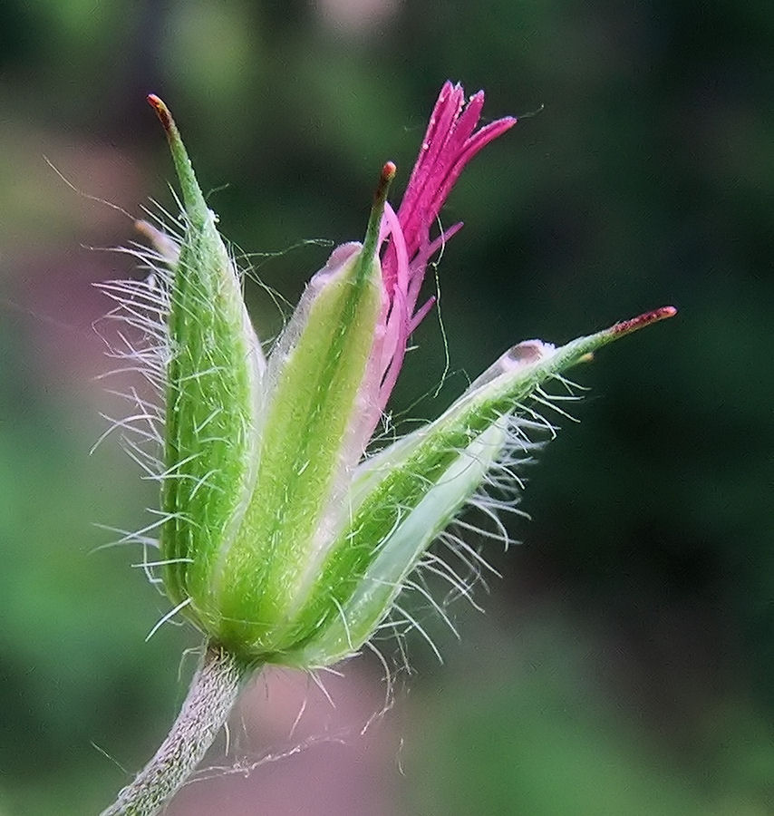 Image of Geranium maximowiczii specimen.