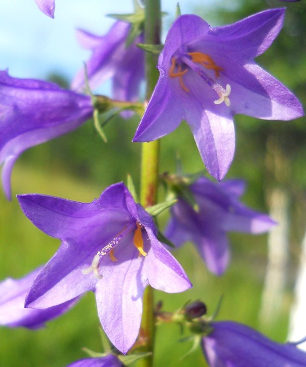 Image of Campanula bononiensis specimen.