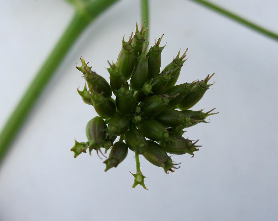 Image of Oenanthe aquatica specimen.