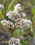Goniolimon speciosum. Часть соплодия. Новосибирская обл., Искитимский р-н, окр. пгт Линёво, степная балка \"Титов Лог\". 6 августа 2011 г.