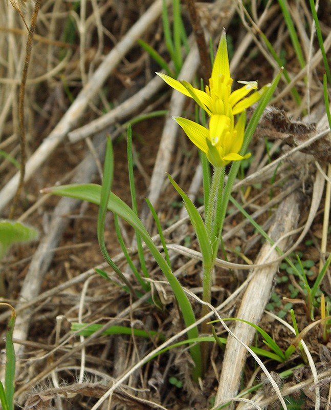 Image of genus Gagea specimen.