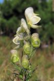 Aconitum confertiflorum. Соцветие. Горный Крым, Бабуган-Яйла. 24 августа 2011 г.