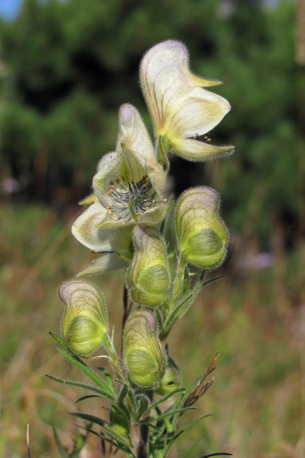 Изображение особи Aconitum confertiflorum.