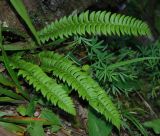 Polystichum lonchitis. Вайи. Черногория, Динарское нагорье, горный массив Дурмитор. 04.07.2011.