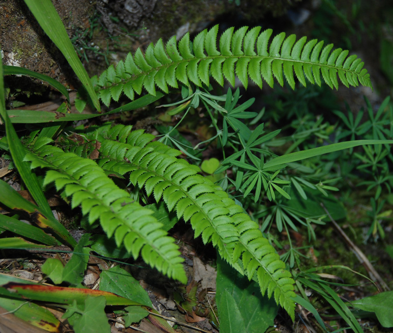 Изображение особи Polystichum lonchitis.