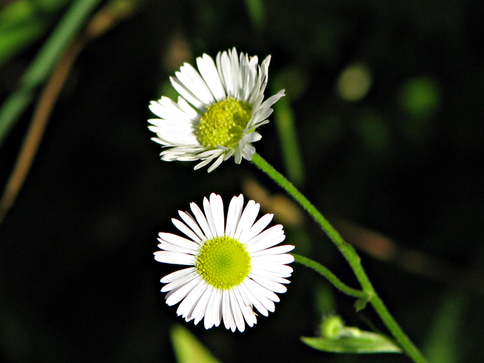 Изображение особи Erigeron annuus.