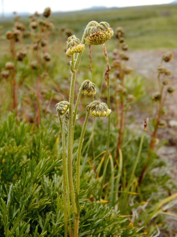 Image of Artemisia norvegica specimen.