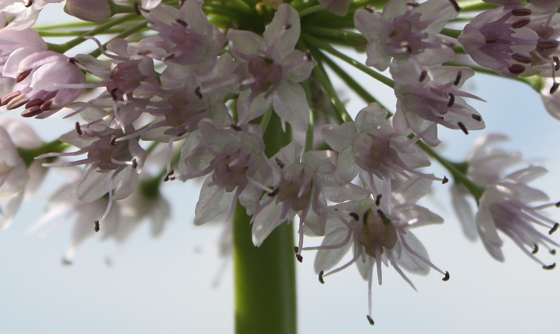 Image of Allium nutans specimen.