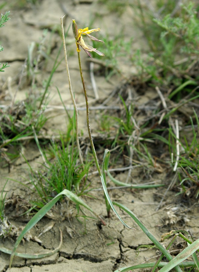 Изображение особи Tulipa turgaica.