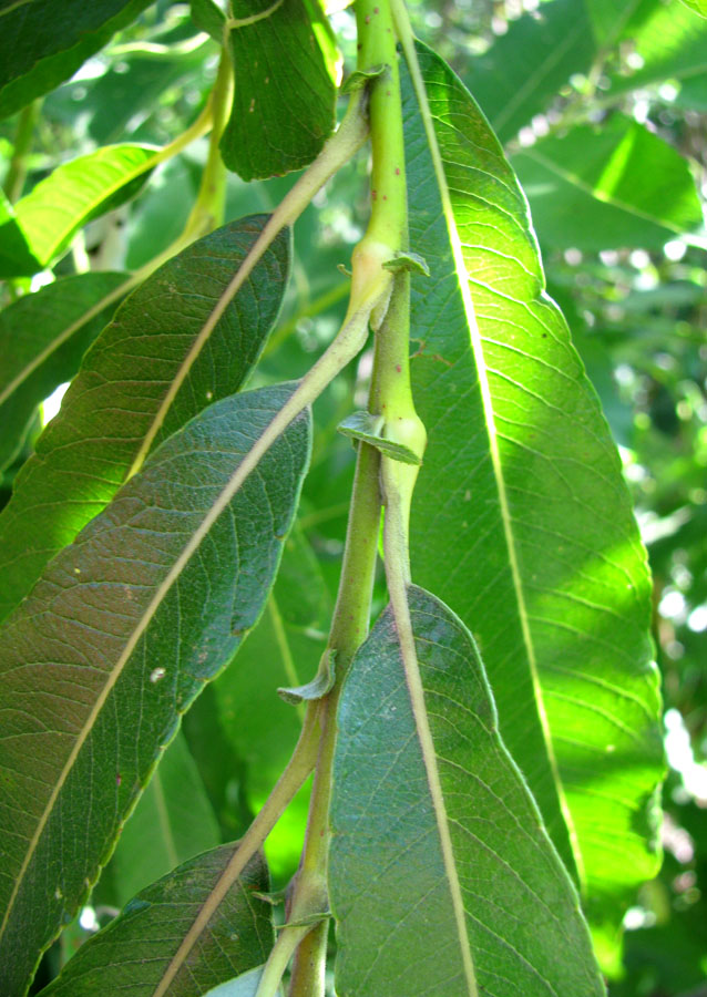 Image of Salix gmelinii specimen.