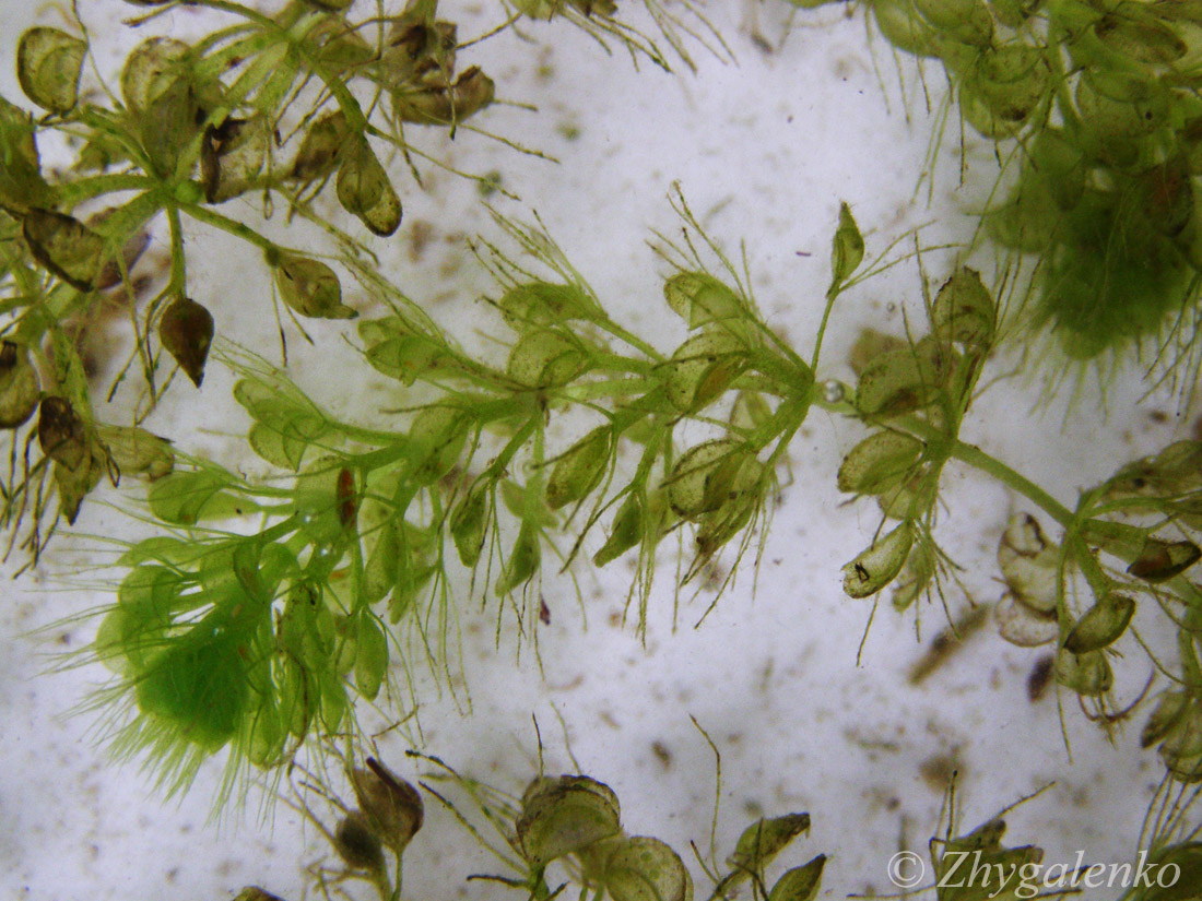 Image of Aldrovanda vesiculosa specimen.