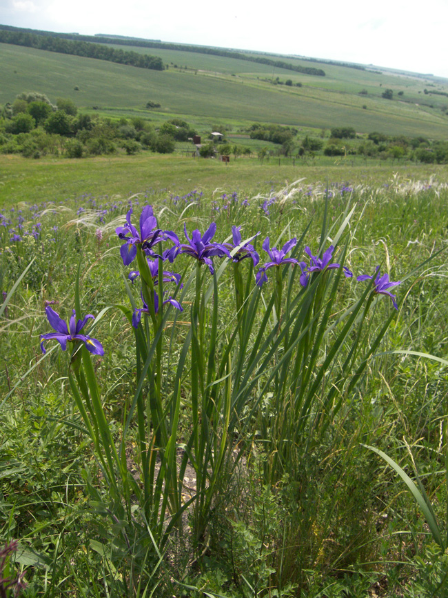 Изображение особи Iris notha.