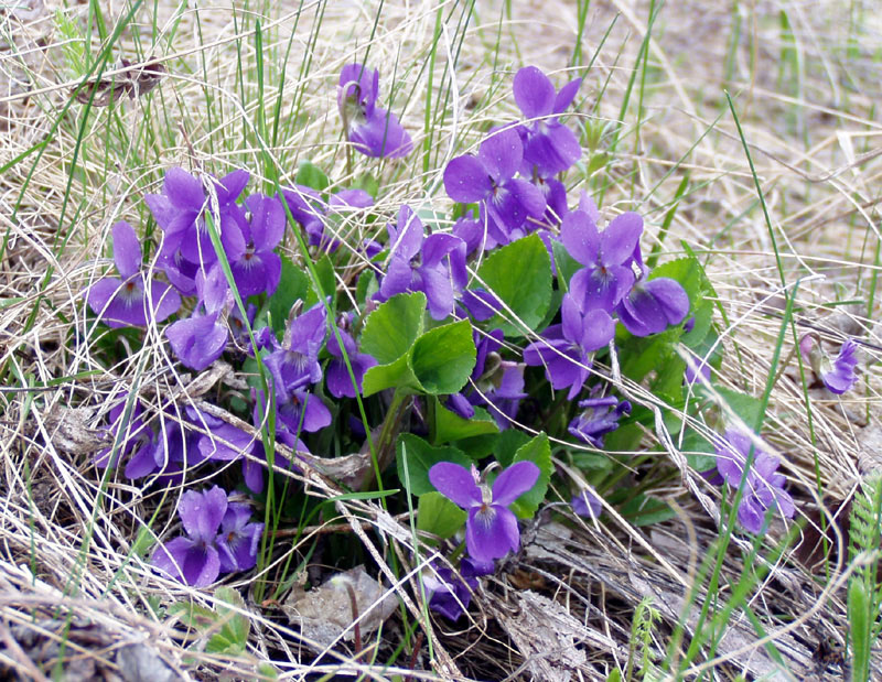 Изображение особи Viola ambigua.