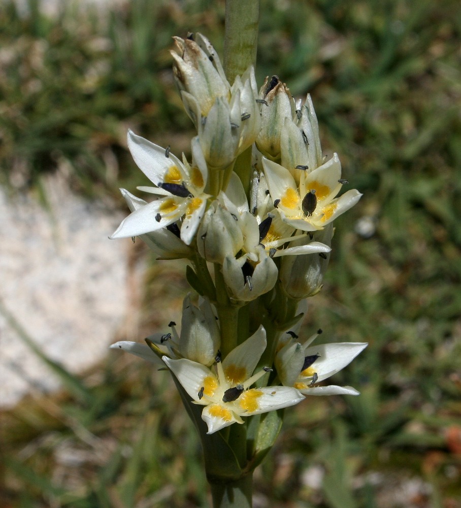 Image of Swertia lactea specimen.