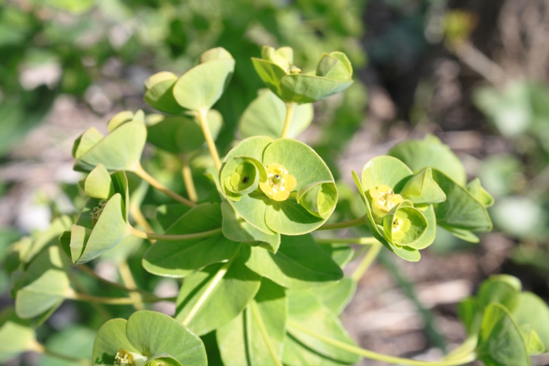 Image of Euphorbia condylocarpa specimen.