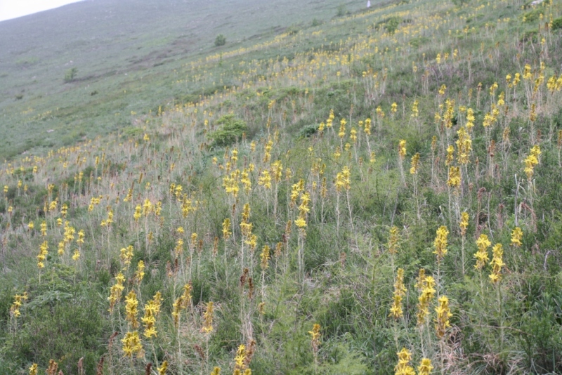 Изображение особи Asphodeline lutea.