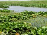 Nymphaea alba