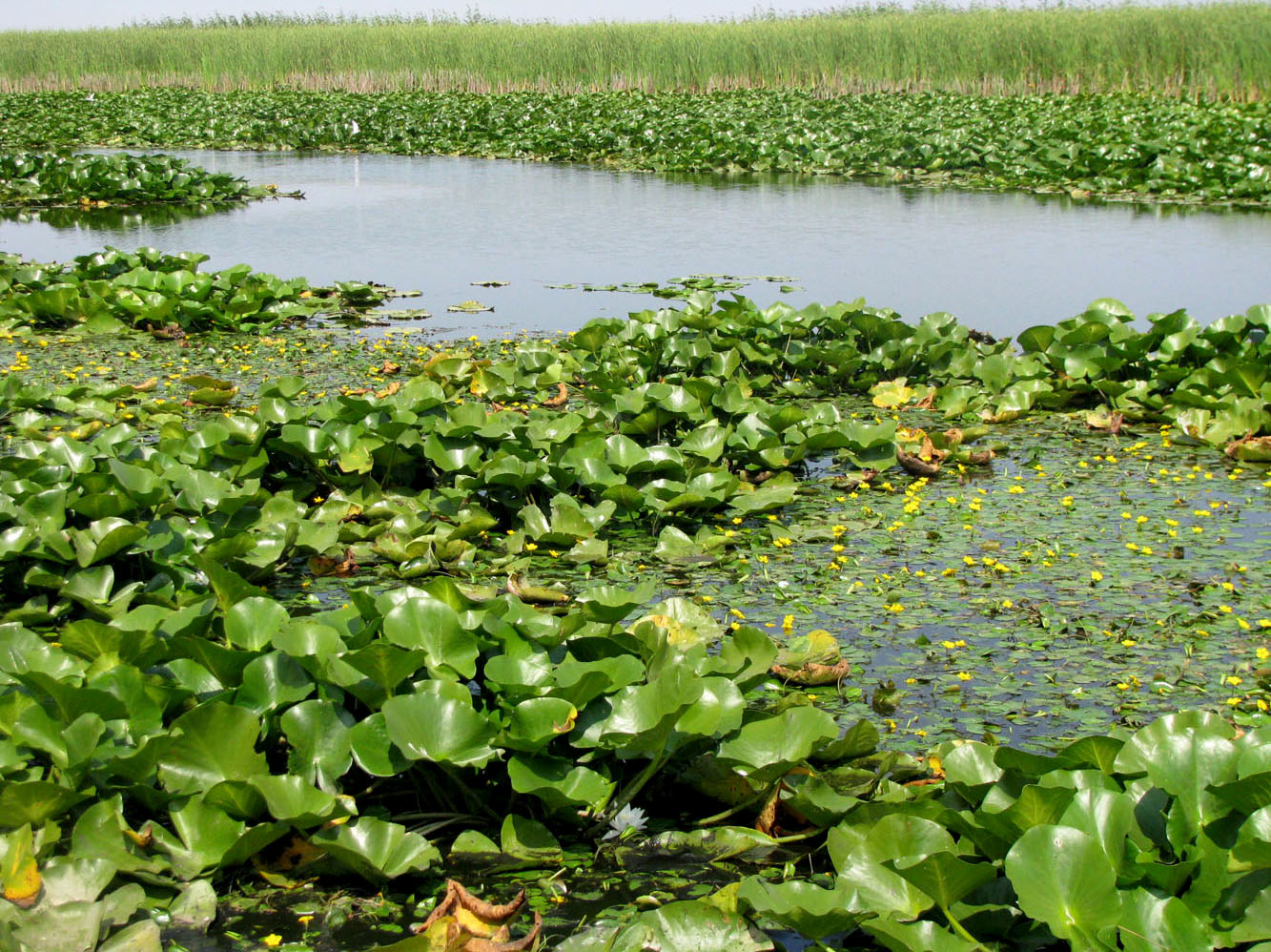 Изображение особи Nymphaea alba.