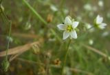 Spergula arvensis