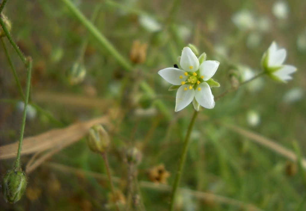 Изображение особи Spergula arvensis.