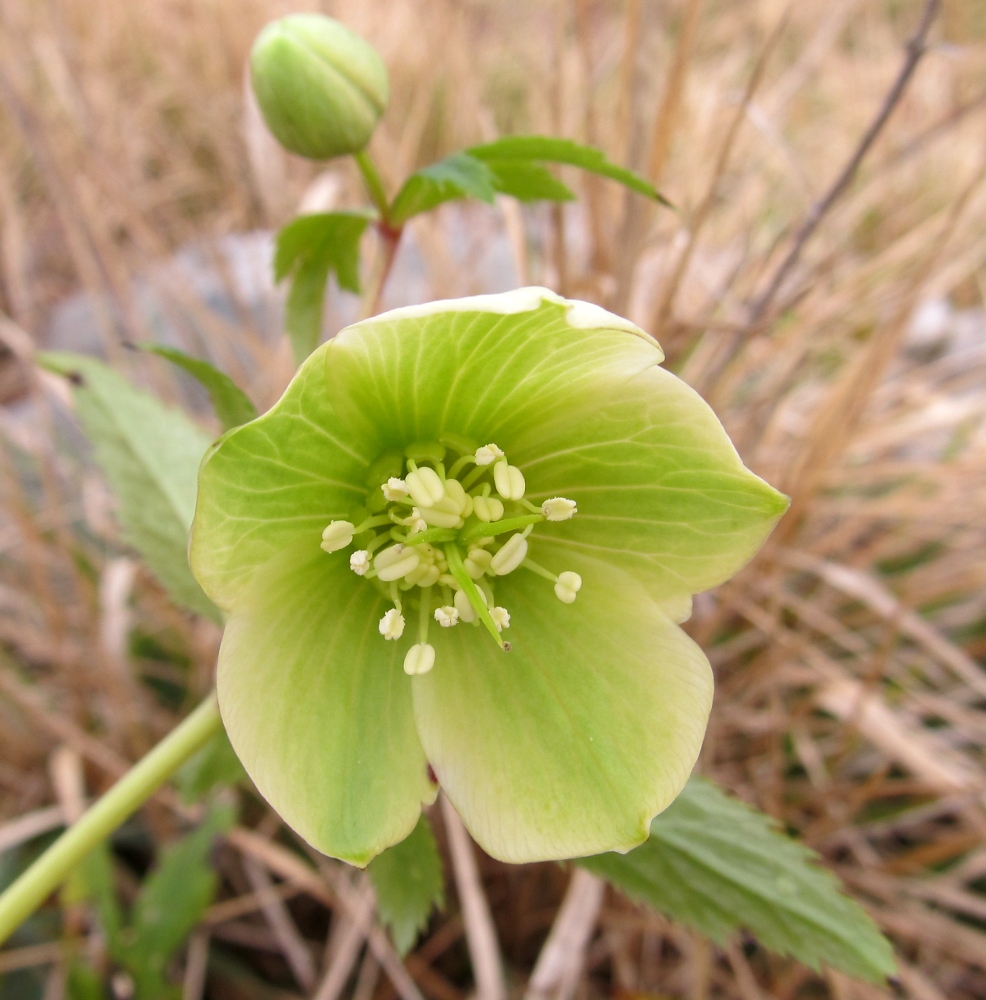 Изображение особи Helleborus viridis.