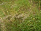 Calamagrostis canescens. Соцветие. Курская обл., Железногорский р-н, ур. Кармановская дача. 24 июля 2007 г.