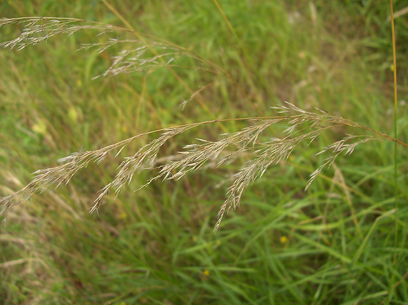 Image of Calamagrostis canescens specimen.