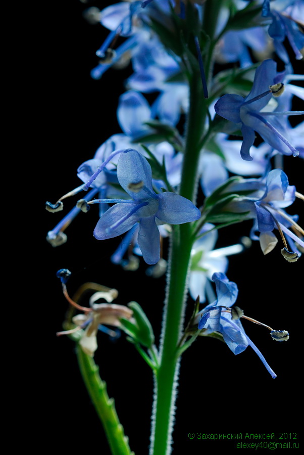 Image of Veronica longifolia specimen.