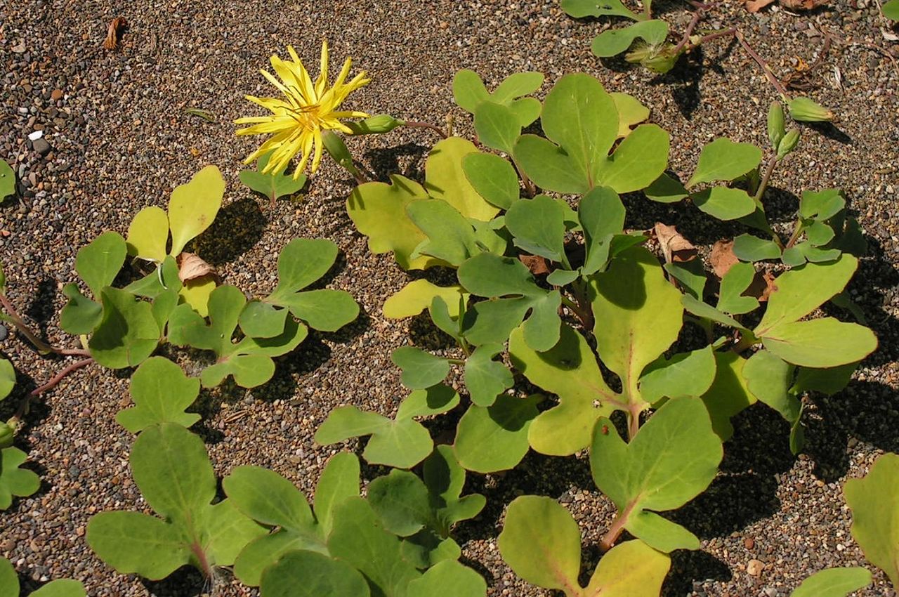 Изображение особи Chorisis repens.